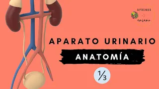 Anatomía del aparato urinario