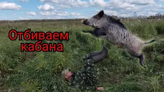 Как отбиться от кабанов. How to fight off wild boars.