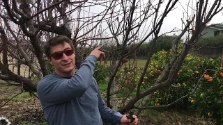 How To Prune Fruit Trees: A Step By Step Beginner's Guide To A Healthy Home Orchard