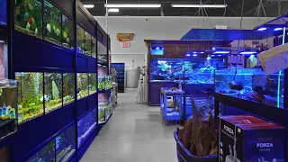 Now THIS Is A Fish Store! - AQUARIUMS UNLIMITED 😳