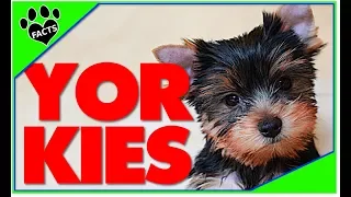 Top 10 Fun Facts About Yorkshire Terriers - Dogs 101