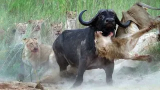 Lion vs Buffalo | animal planet full documentary hindi | full episode in hindi