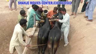 Jalsa Bail Dor 2 Minte Mala Mamo Sher Bukhari Tulamba ,3 6 2022 Pate 16///SHAHJE MOVIES CENTER//