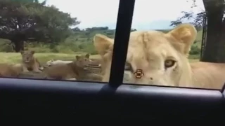 Лев открывает дверь машины