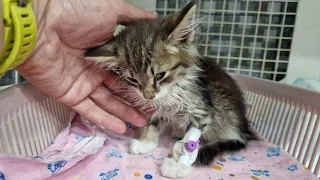 Котёнок найденый в подъезде болен | Спасение котёнка Тёмы | второй день клиники | Saving a kitte