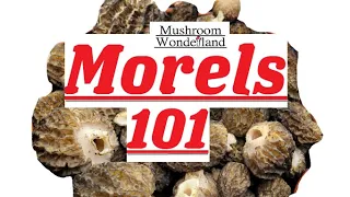 Morels 101! All about early, false, natural, and burn morels.