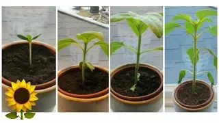 Sunflower Timelapse! 🌱🌻 (1 Month) from seed to plant, fast growth