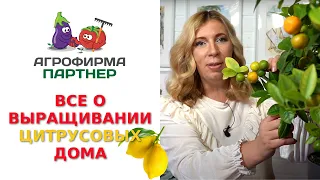 ВСЕ О ВЫРАЩИВАНИИ ЦИТРУСОВЫХ ДОМА