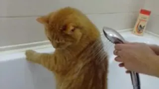 Богатырский кот Кузя принимает душ.