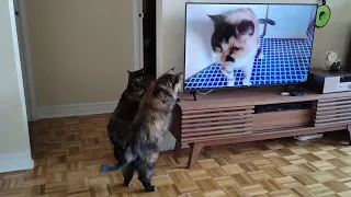 Betty & Angela Look for Meowing Cat!