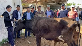 НАРХИ БУКА БУКАЧА ГНОЖИН ГОВИ ГУСАЛАДОР ВА БУГУЗ КИСИР МОЛБОЗОРИ ЧИЛСОЛАГИ 7 май 2022