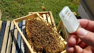 How the bees act when they reject the queen new beekeepers don't miss this