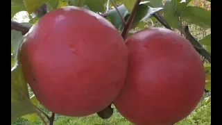 Сорт яблони Хоней Крисп (honeycrisp apples) и его клоны.
