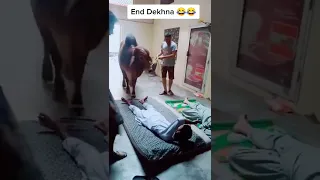 Cow Prank 😝🤣🤣 watch end 🤣#shorts #cow