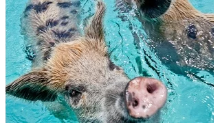 Swim with the Pigs in Exuma, Bahamas with Island Routes