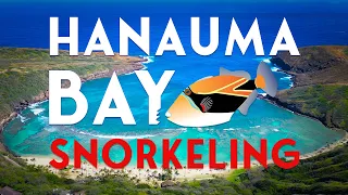 Hanauma Bay - Everything You Need to Know 2024 [4K DRONE]