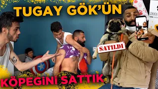 Tugay Gök'ün Köpeği Maraz'ı Sattık @Tugaygok01