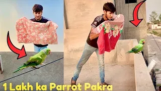 1 Lakh ka Green parrot Pakra🦜How to Parrot at Home 🏡||Hammad Pet House