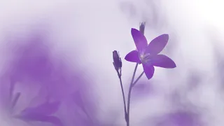 Reiki Music with 2 minutes bell - Reiki Session - Heart Center