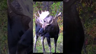 Big Bull Moose Looking for Cows During the Rut