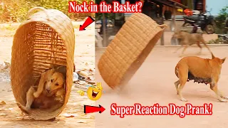Huge Handmade Basket vs Prank Sleep Dog Super Reaction Dog Prank!