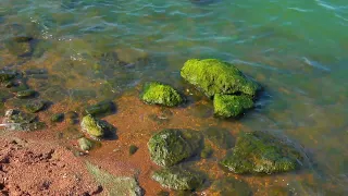 Зеленые водоросли на камнях в Хаджибейском лимане