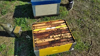 βόλτα στα μελίσσια 🐝💖🐝