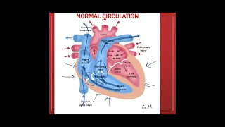 Normal Heart Circulation