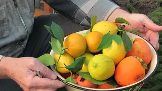 Декабрьский урожай. Хурма, лимоны, мандарины