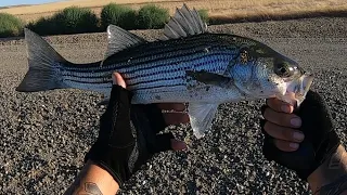 California Aqueduct Fishing For Striped Bass With Swimbaits