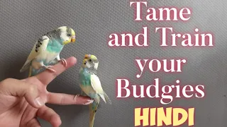 How to Tame Your Budgies Easily | HINDI