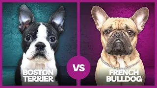 Boston Terrier vs. French Bulldog: Dog Breed Comparison
