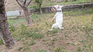Incredible Bull Terrier Shows Off Amazing Skills!