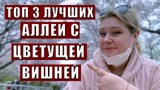 ГДЕ ЛУЧШЕ ВСЕГО ПОСМОТРЕТЬ НА САКУРУ В КОРЕЕ. ФЕСТИВАЛЬ ЦВЕТЕНИЯ САКУРЫ В КОРЕЕ. КОРЕЯ ВЛОГ