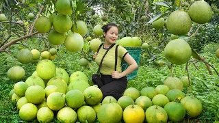 Harvesting Grapefruits Goes To Market Sell - Baby Care - Decoration For Arbor Bench | Trịnh Thị Mây