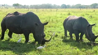 Rhinos mating 🥵🥵... you can't believe what I saw🤭