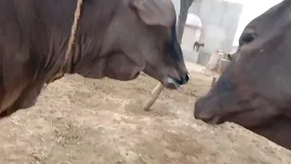 How to animals meeting  a Little cow and big bull meeting first time meeting