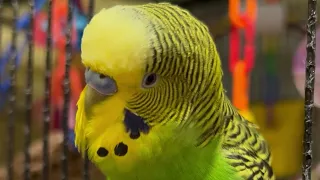 Window Chatter - Boba the Budgie - Talking Parakeet