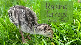 Raising Turkeys From Hatching to Processing - Part 1 | @semojohomestead