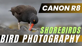 Canon R8 - How does it perform in the field? - Shorebird Photography in Alaska.