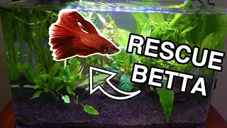 Beginner Betta Fish PLANTED TANK