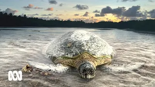 The turtles of Cocos-Keeling Islands are dying. What’s going on? | ABC Australia