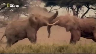 Elephant vs Elephant Deadliest Fight - Nat Geo wild