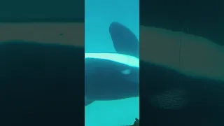 Killer Whale plays with kids at Seaworld