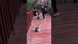 How to correctly approach a wild cat
