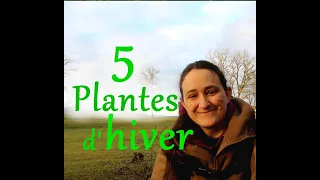 Cueillez 5 plantes sauvages comestibles en Hiver... et au tout début du printemps !