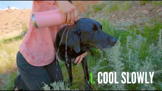 5 Signs of Heatstroke in Dogs