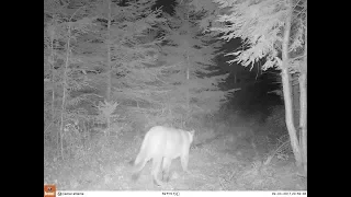 Central Wisconsin Cougar