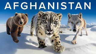 The Wildlife Enthusiast's Guide to Afghanistan