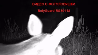 Лоси, косули, олени, кабаны жизнь солонца с фотоловушки ( фотоловушка ) BolyGuard BG310-M